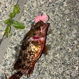 カサゴ