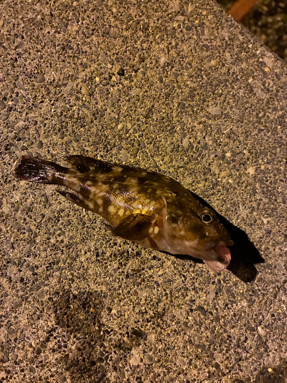 カサゴ