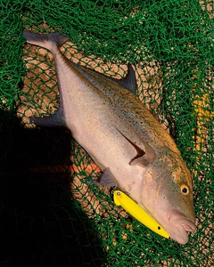 カスミアジの釣果