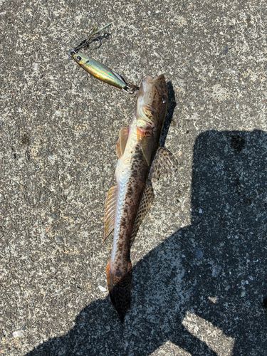 ハゼの釣果