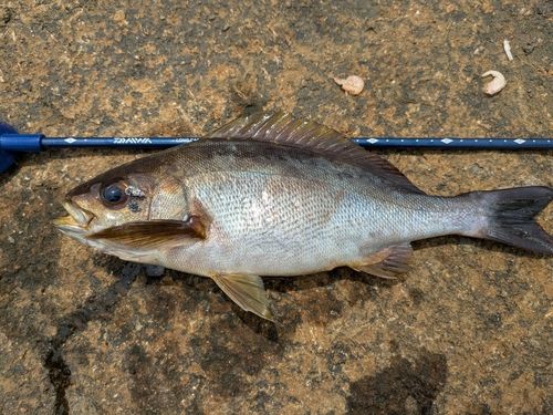 イサキの釣果