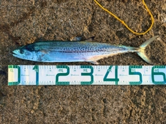 サゴシの釣果