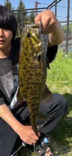 スモールマウスバス