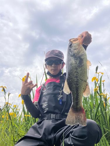 ブラックバスの釣果