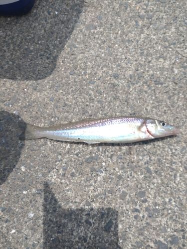 キスの釣果