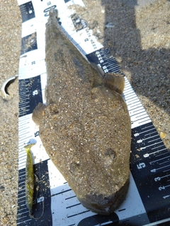 マゴチの釣果