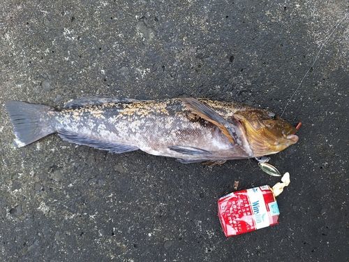 アイナメの釣果