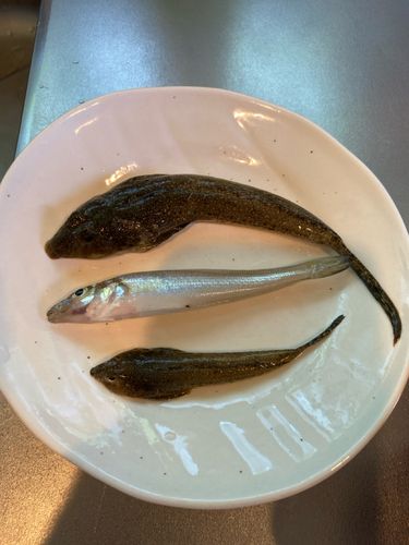 キスの釣果