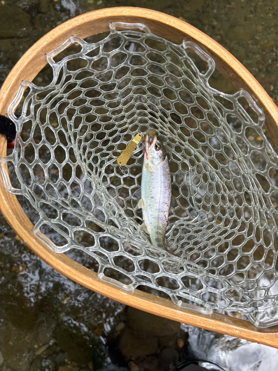 ヤマメ