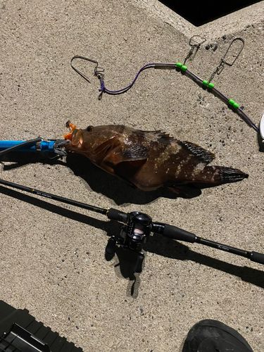 アコウの釣果