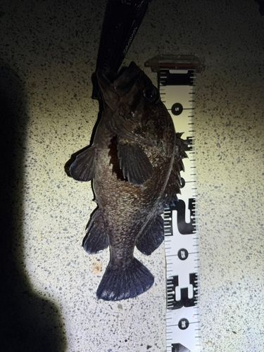 クロソイの釣果