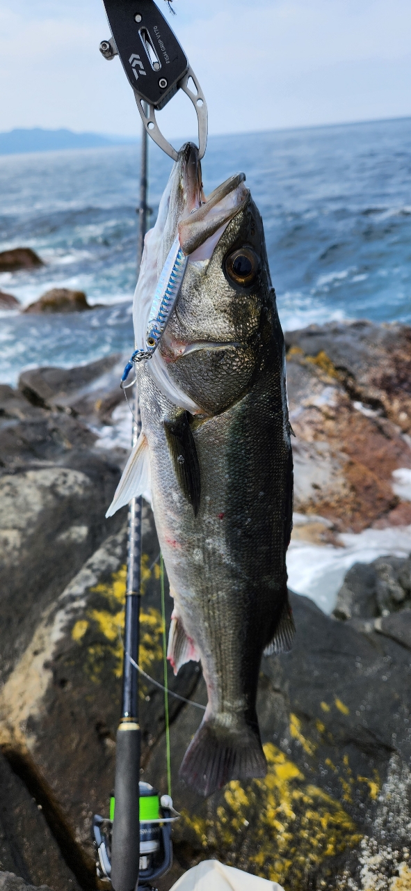 Amazon.co.jp: シマノ(SHIMANO) 22 ネッサ BB S100MH+