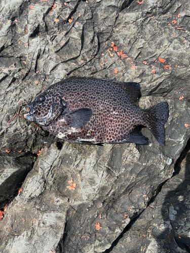 イシガキダイの釣果
