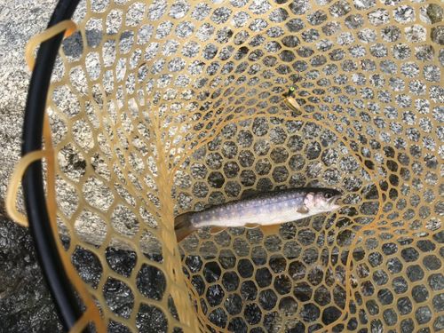 イワナの釣果