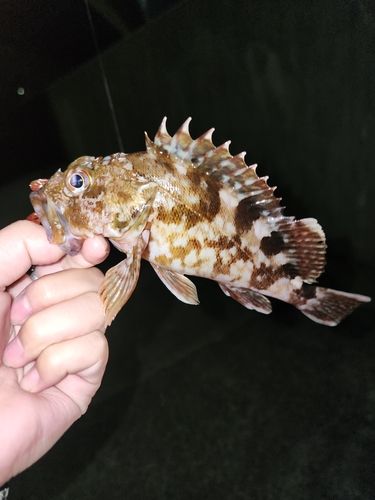 カサゴの釣果