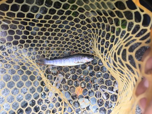 イワナの釣果