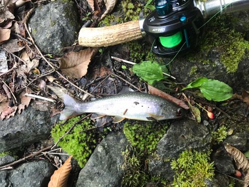 イワナの釣果