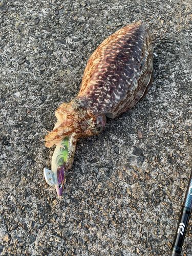 コウイカの釣果