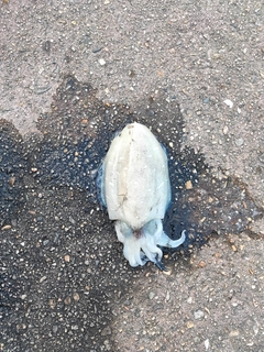 コウイカの釣果