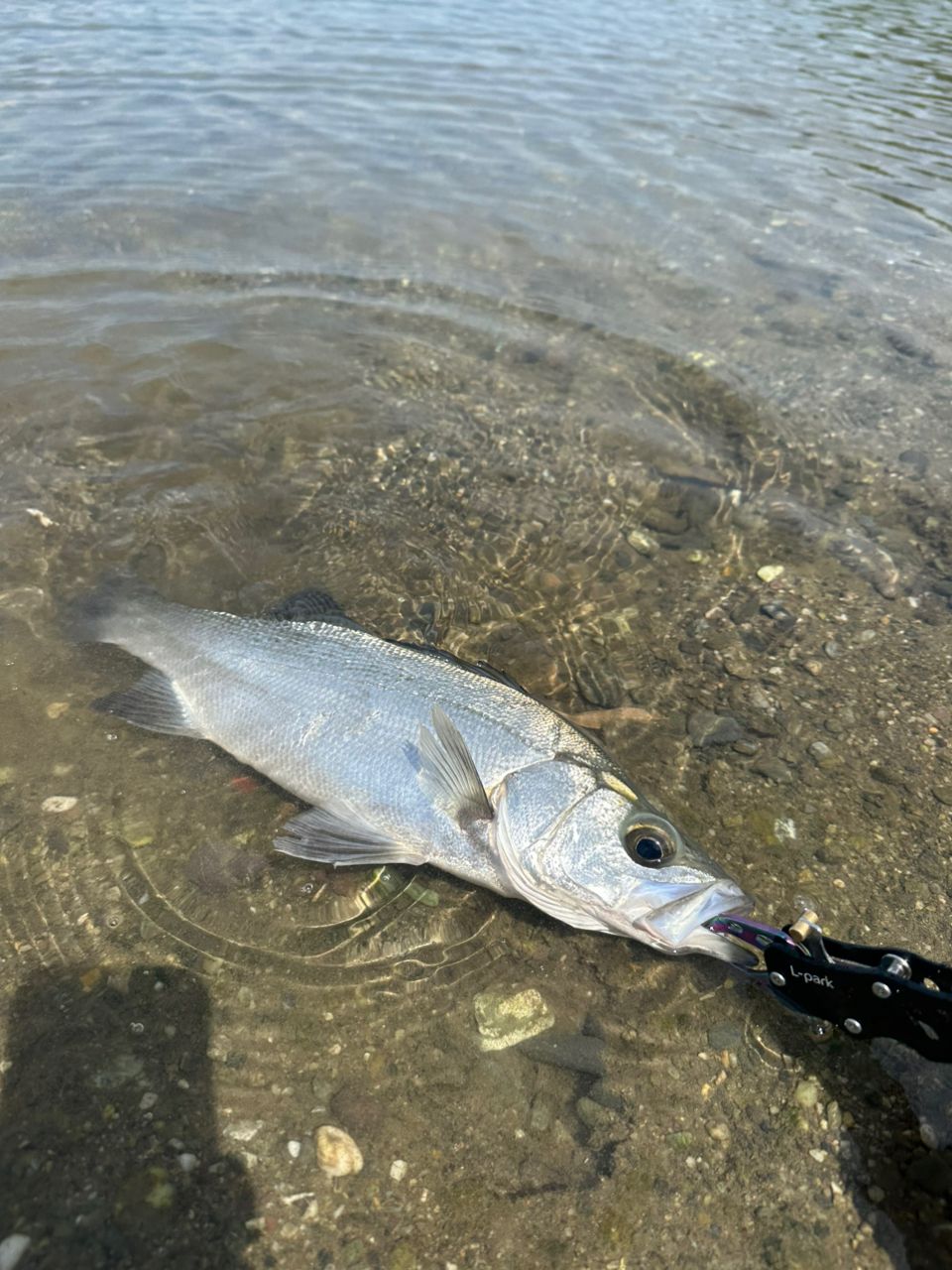 フッコ（ヒラスズキ）