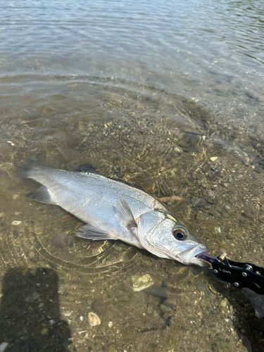 フッコ（ヒラスズキ）の釣果