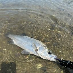 フッコ（ヒラスズキ）