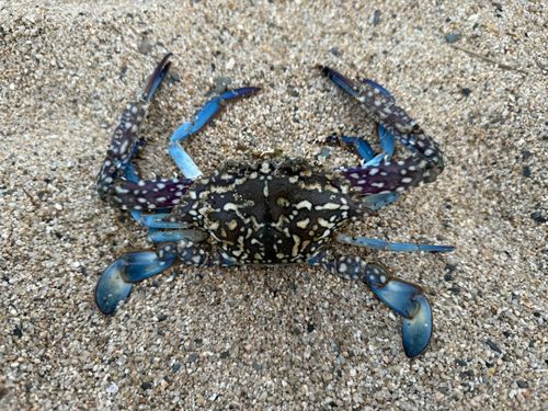 ワタリガニの釣果