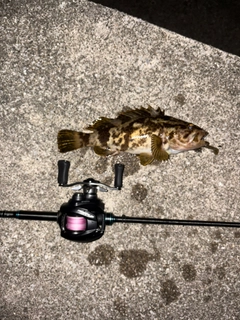 タケノコメバルの釣果