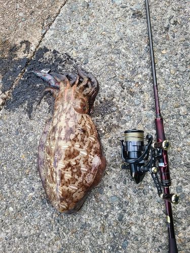 モンゴウイカの釣果