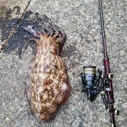 モンゴウイカ