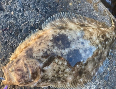 ヒラメの釣果