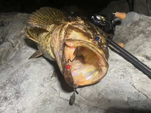 タケノコメバルの釣果
