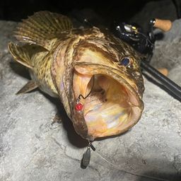 タケノコメバル