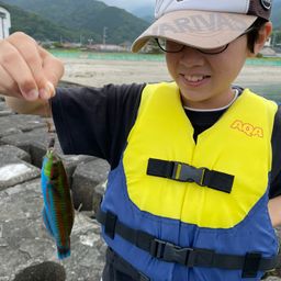 ニシキベラ