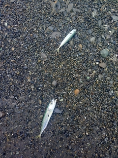 サバの釣果