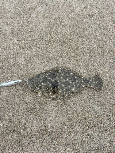 ソゲの釣果