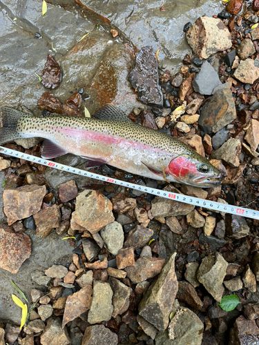 ニジマスの釣果