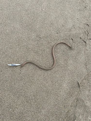 ウミヘビの釣果