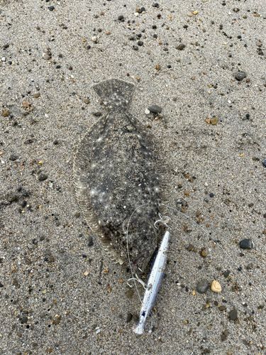 ソゲの釣果