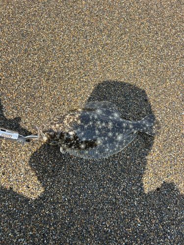 ソゲの釣果