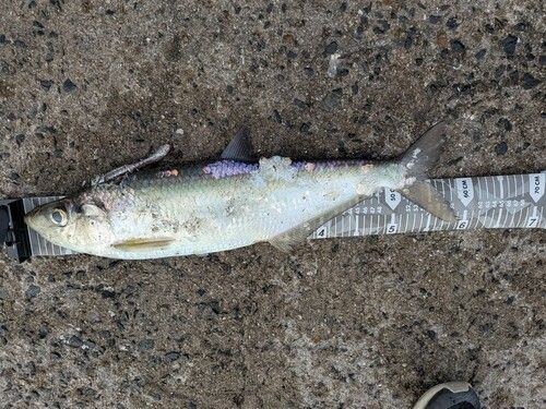 釣果