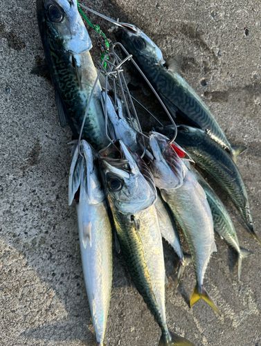サバの釣果