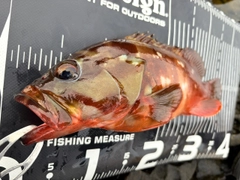 アカハタの釣果