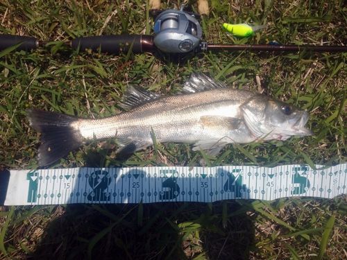 シーバスの釣果