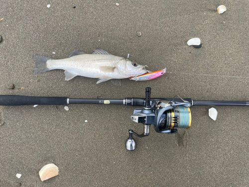 セイゴ（ヒラスズキ）の釣果