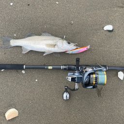 セイゴ（ヒラスズキ）