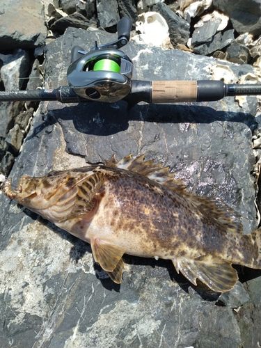 ベッコウゾイの釣果