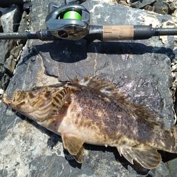 ベッコウゾイ