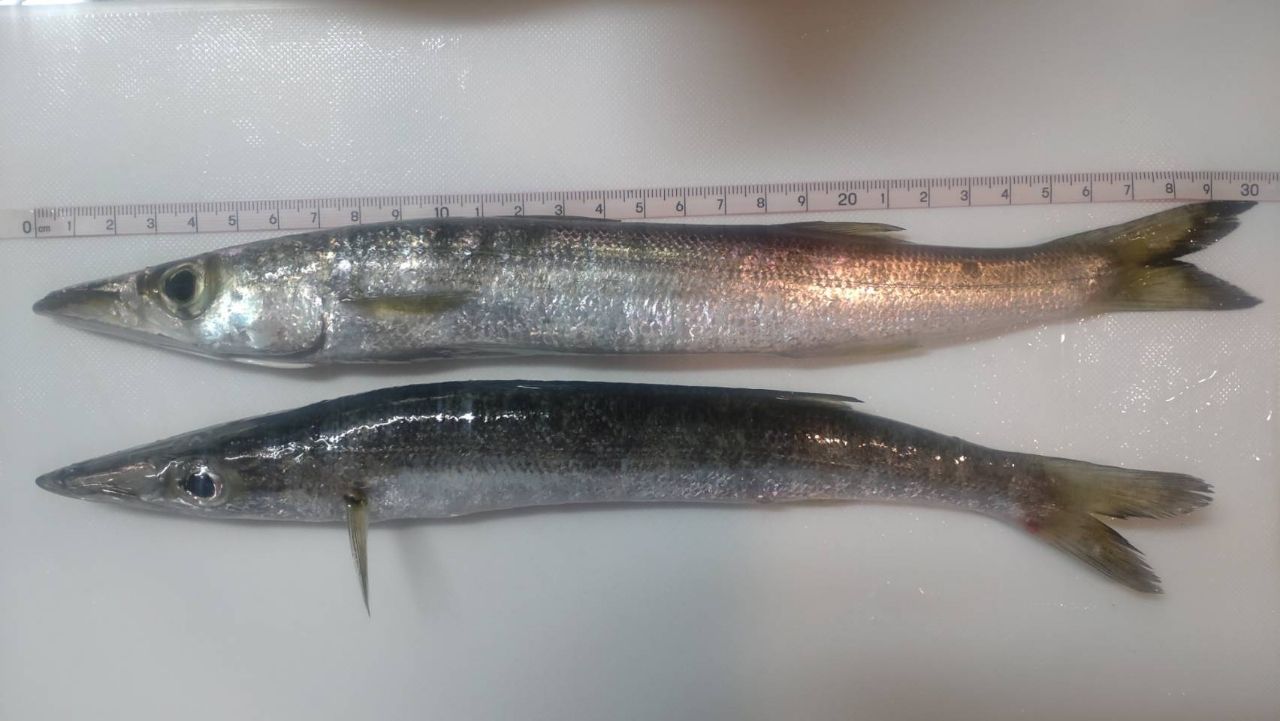 カマス
