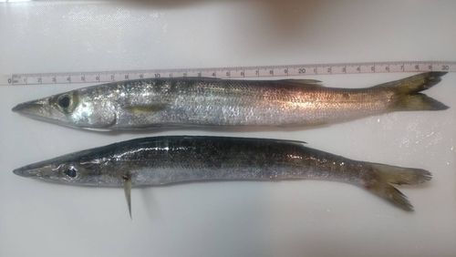 カマスの釣果